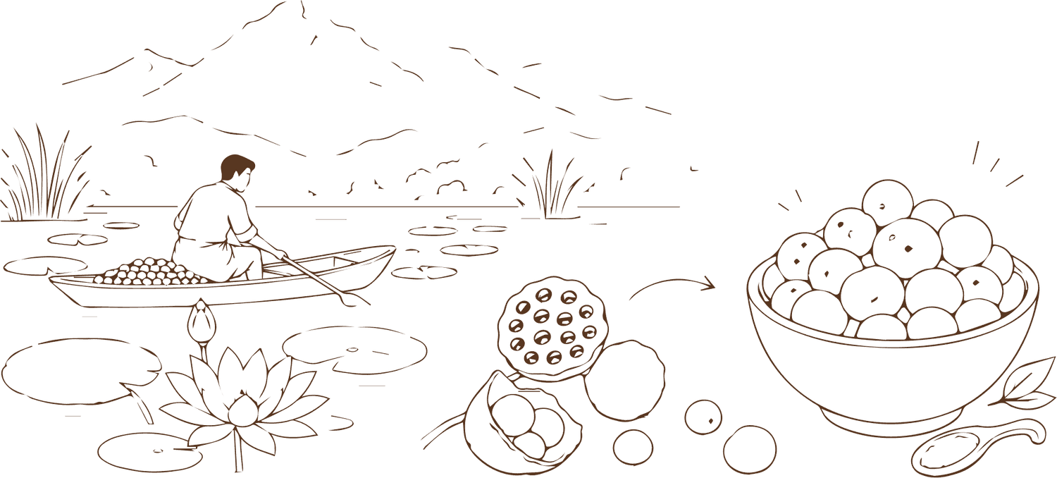 Illustration: a grower harvesting water lily seeds from a pond, the seed pod, and a bowl of finished puffs